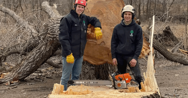 Tree Logging Service: The Complete Guide to Professional Tree Removal